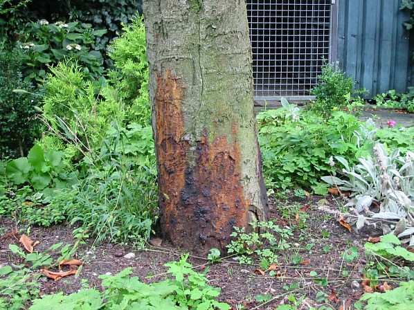 Kastanjeziekte in Groningen breidt zich uit