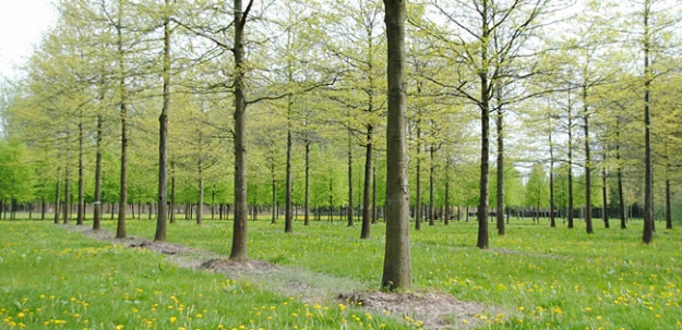 Groenkeur-beoordelingsrichtlijn Duurzame boomkwekerijproducten bijna klaar