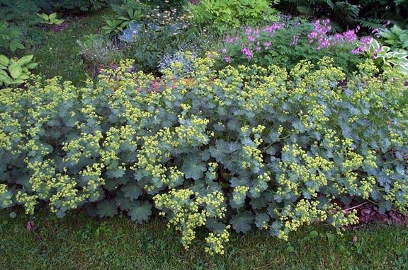 Nieuwe technieken openbaar groen